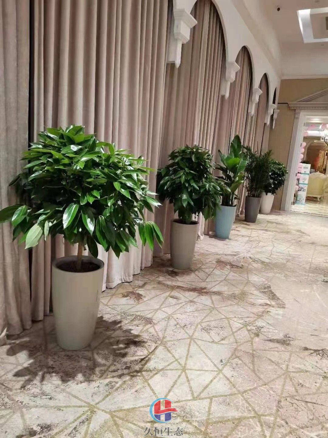 越城酒店走廊花卉绿植摆放